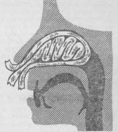 Схема передней тампонады носа по Воячеку