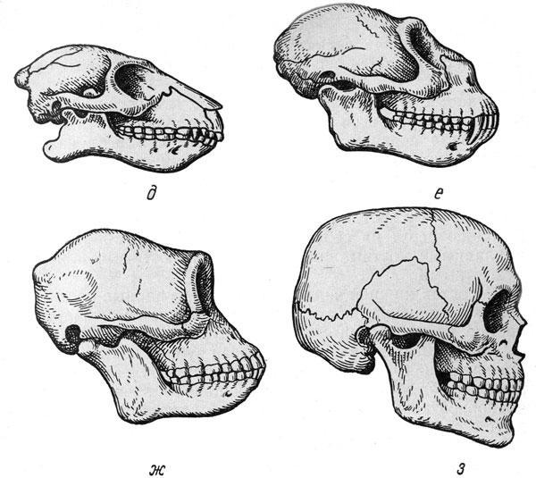 Филогенетическое развитие челюсти