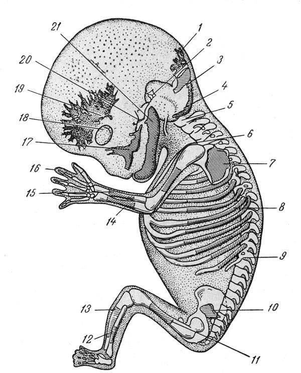 Где и как развивается плод млекопитающих. Эмбрион млекопитающих строение ЕГЭ. Скелет новорожденного ребенка анатомия. Строение зародыша человека.