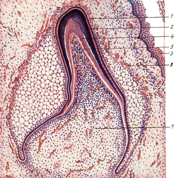 Зачаток верхнего резца в период гистогенеза