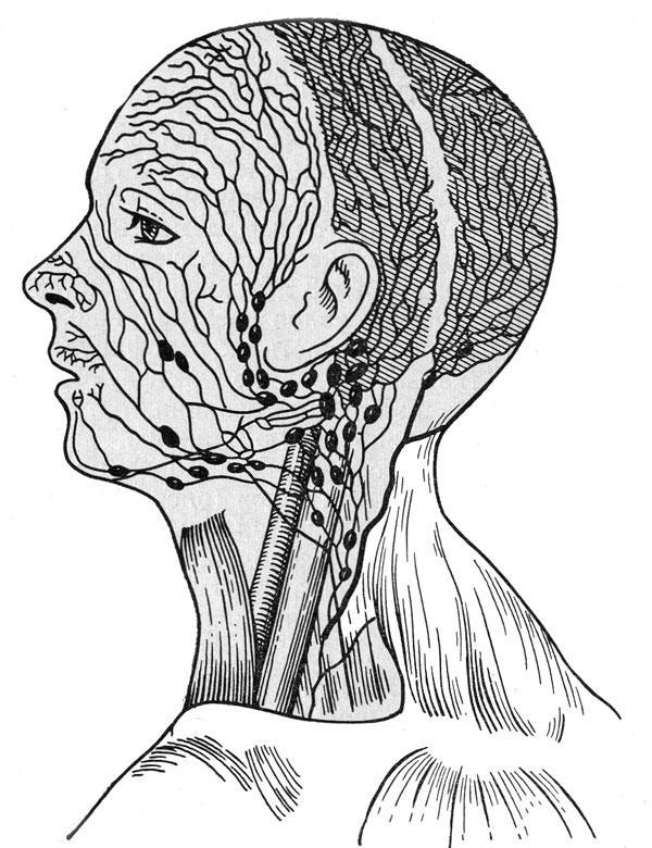 Схема расположения лимфатических узлов лица и шеи