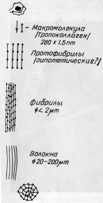 Структурные элементы коллагенового вещества