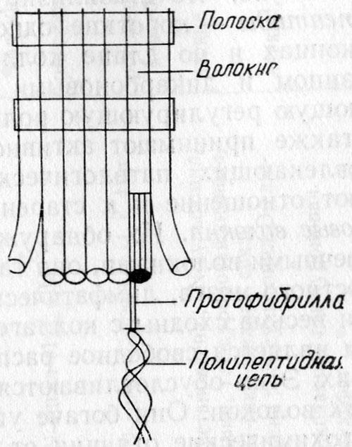 Структурная схема коллагенового волокна (по Reed)