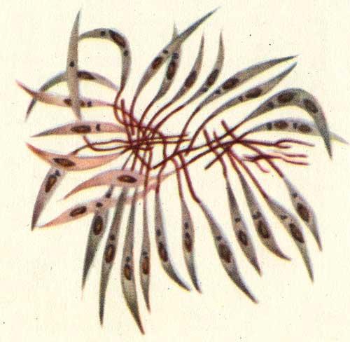 Leischmania tropica, жгутиковая форма (по Т. Г. Старковой)