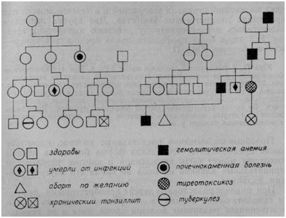 Родословная Кости К., 5 лет.