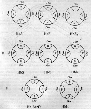 Схематическое изображение строения молекул некоторых типов гемоглобина и их биохимическая классификация (по Gerald и Ingram)