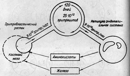Схема эритрокинетики (Wintrobe, 1961)