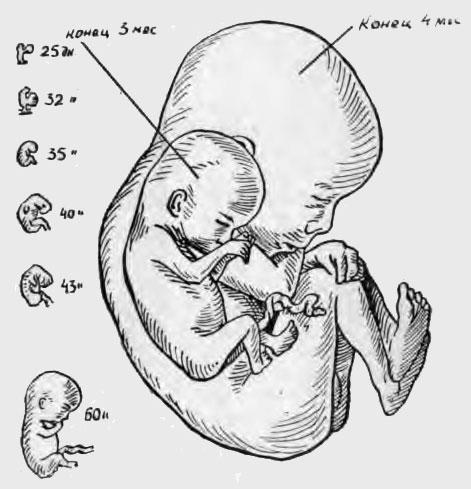 Натуральная величина и вид зародышей и плодов первых месяцев беременности