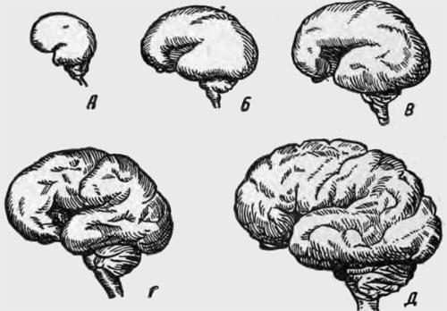 Развитие головного мозга плода человека