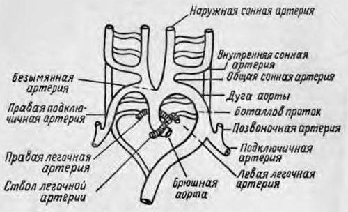 Разветвления аорты в человеческом зародыше