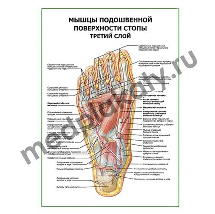 Атласы и плакаты для врачей и студентов медиков