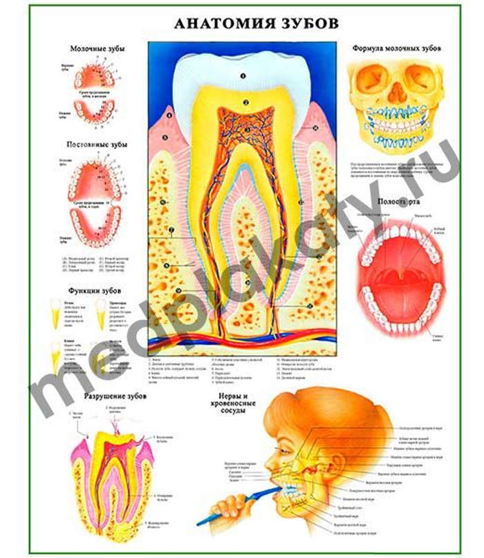 Атласы и плакаты для врачей и студентов медиков